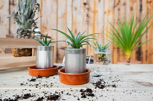 Freshly potted young pineapple plants in reused tin cans on a wooden workbench covered in dirt.