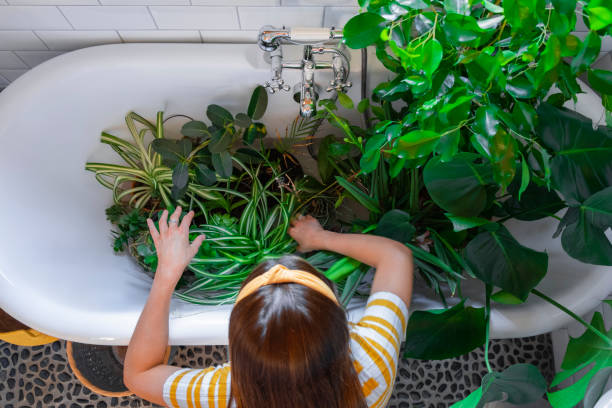istock Houseplants in the Bath 1353414425