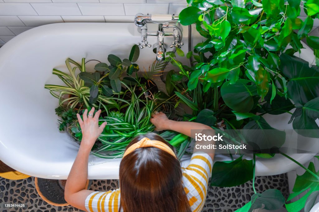 Houseplants in the Bath A young caucasian woman wearing casual clothing in her home on a summer's day. She is watering her houseplants in the bath in the bathroom. Houseplant Stock Photo