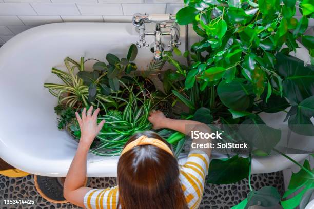 Houseplants In The Bath Stock Photo - Download Image Now - Houseplant, Bathtub, Watering