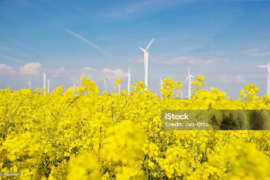 Windmühlen und canola - Lizenzfrei Bildschärfe Stock-Foto