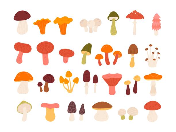 ilustrações, clipart, desenhos animados e ícones de cogumelos florestais comestíveis planos, trufas, chanterelle, porcini e amanita. tipos naturais de cogumelo selvagem em conjunto de vetor de estilo minimalista abstrato - mushroom edible mushroom red botany