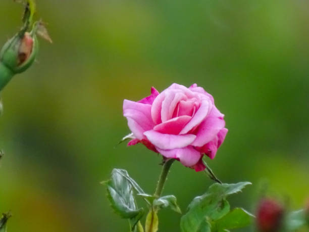 The pink rose symbolises gratitude, grace, and joy . It suggests gentleness. Pink rose is a token of admiration when given to someone. It is also a symbol of elegance and grace. A bouquet of pink roses creates a bright spot in a special someone's day. The rose is the queen of flowers. The pink rose is a beautiful blooming blossom.