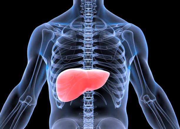 рентген печени вид на туловись - liver стоковые фото и изображения