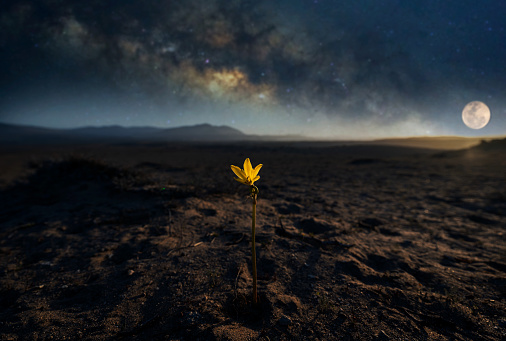 beautiful desert flower (añañuca) growing despite arid environment showing resilience with Milky Way background