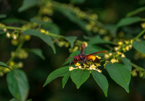 istock Close up to wasp, wasp in the nature. 1353417969