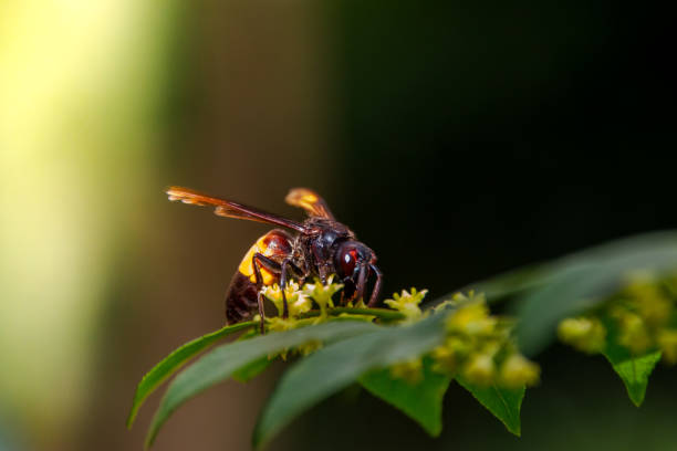 istock Close up to wasp, wasp in the nature. 1353417980