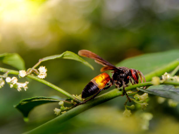 istock Close up to wasp, wasp on the branches 1353417981