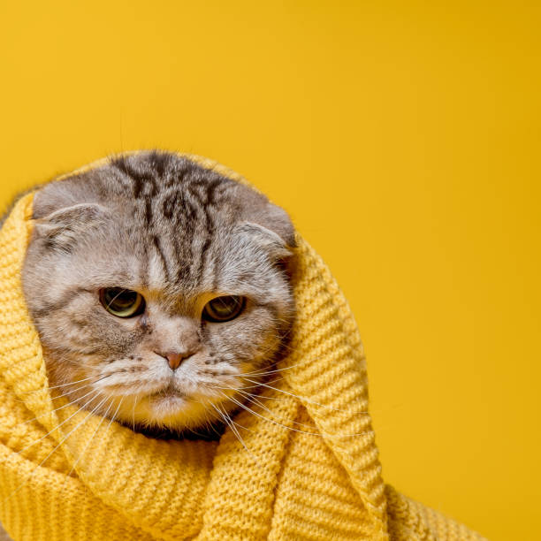 istock Offended Scottish Fold cat in a yellow scarf, looks sad, on a bright background. Copy space. 1353418803