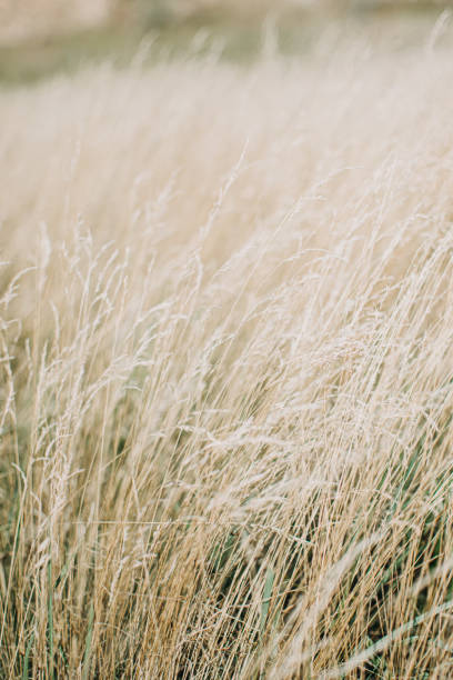 istock Dried panicle grass texture background. Soft beige dried meadow grass. Abstract natural minimal, trend, stylish background. 1353419012