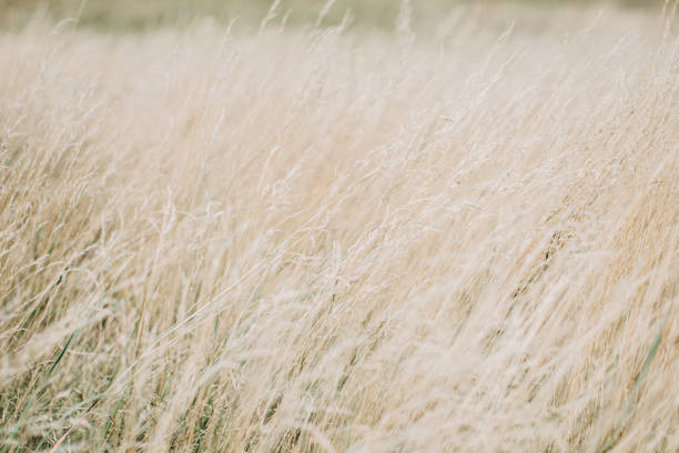 istock Dried panicle grass texture background. Soft beige dried meadow grass. Abstract natural minimal, trend, stylish background. 1353419023