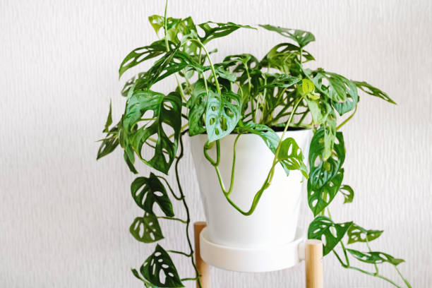 istock Monstera Monkey Mask or Obliqua or Adansonii stands on a white pedestal on a light background 1353419044