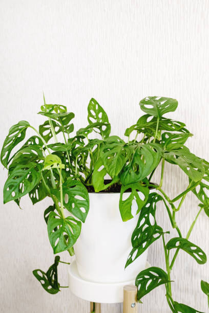 istock Monstera Monkey Mask or Obliqua or Adansonii stands on a white pedestal on a light background 1353419047