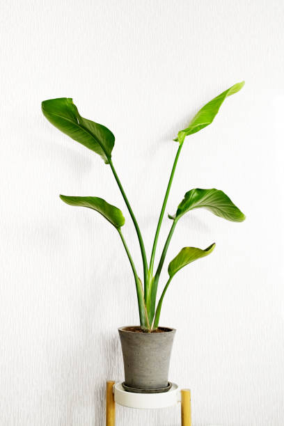 istock Strelitzia nicolai plant on a light background. Home plants care concept. 1353419067