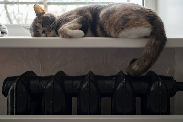 istock A cute cat sleeps on a windowsill, over a warm radiator, on a cold day. 1353419354