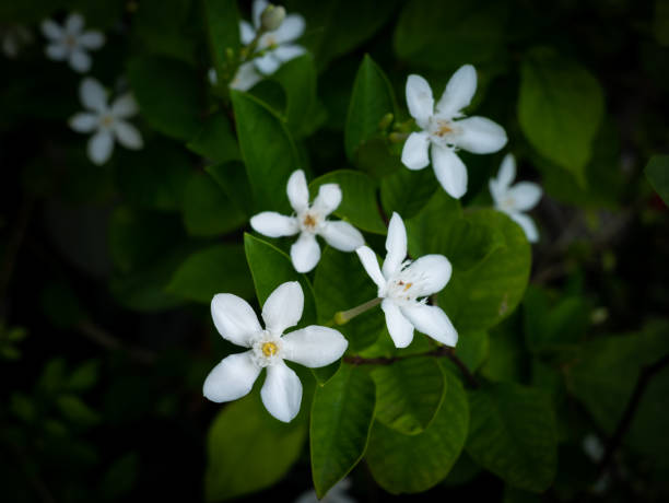 istock The Gardenia Flowers Blooming 1353419538