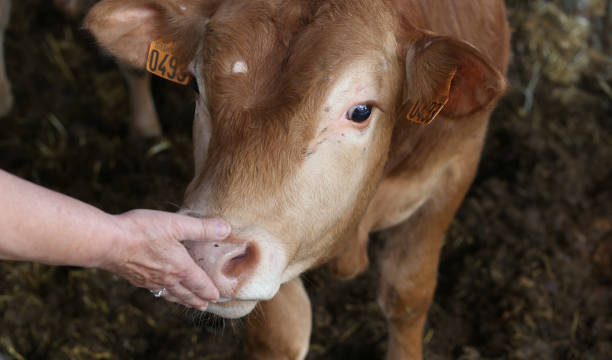 istock cows in a farm, souvigny, allier 1353419724
