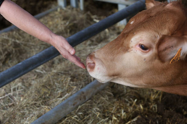 istock cows in a farm, souvigny, allier 1353419727