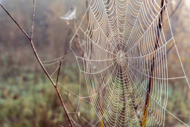 istock Cobweb hooked to a branch with drops of water 1353420782