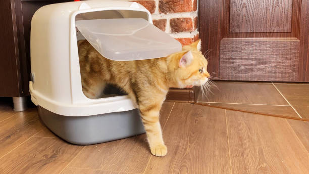 istock Cat coming out from Litter Box closed after defecation 1353421019