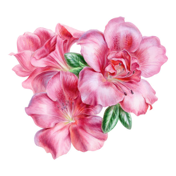 rosa azaleenblüten, blumenstrauß, illustration, aquarellmalerei - azalea stock-grafiken, -clipart, -cartoons und -symbole