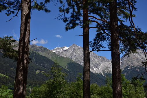 Peaks in the Anterselva valley framed by pine tree trunks