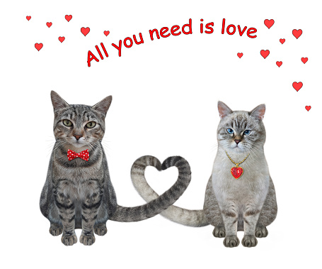 Two cats in love have twisted their tails in the shape of a heart. White background. Isolated.