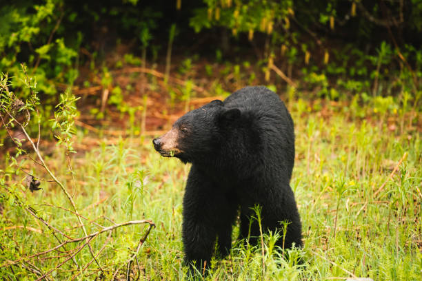 istock Black Bear in the wild 1353422160