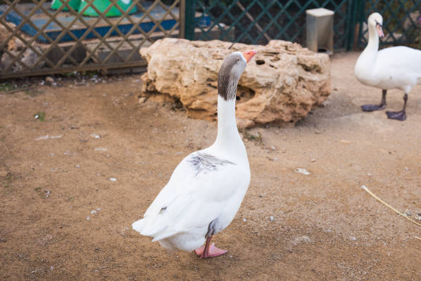 istock Beautiful white swans in a sunny day. 1353422371