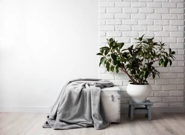 Rubber plant (Ficus elastica) in white flower pot and gray soft fleece blanket on white wooden box.