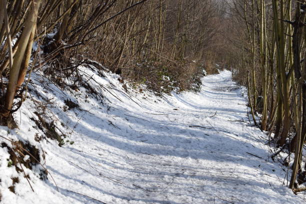 istock snowy road in winter forest 1353423969