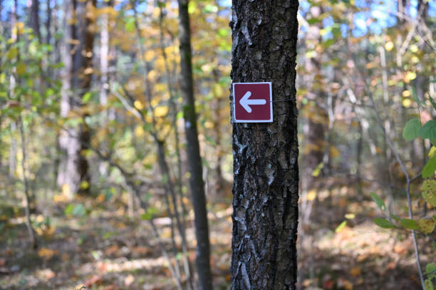 Color arrow, direction sign on the trail path. Forest park at Autumn