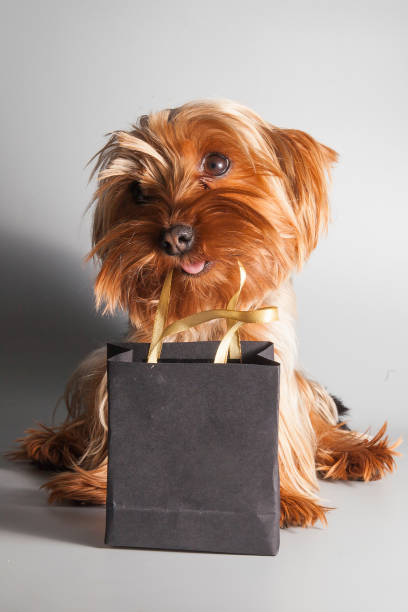 Little cute dog with black bags from black friday sale stock photo