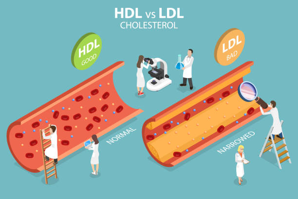 ilustraciones, imágenes clip art, dibujos animados e iconos de stock de ilustración conceptual de vector plano isométrico 3d de hdl vs. colesterol ldl - lipoprotein