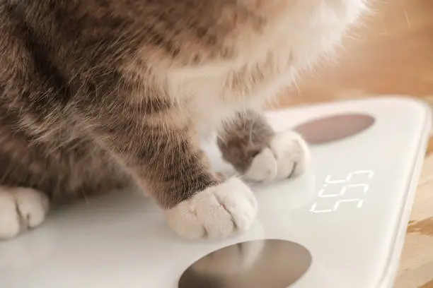 Cat paws stand on smart scales that makes bioelectric impedance analysis, BIA, body fat measurement. Concept of the Internet of things. Close-up.