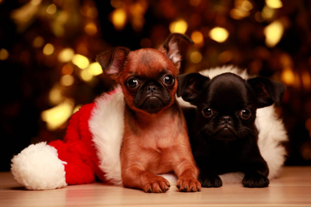 istock image of dog hat dark background 1353426716