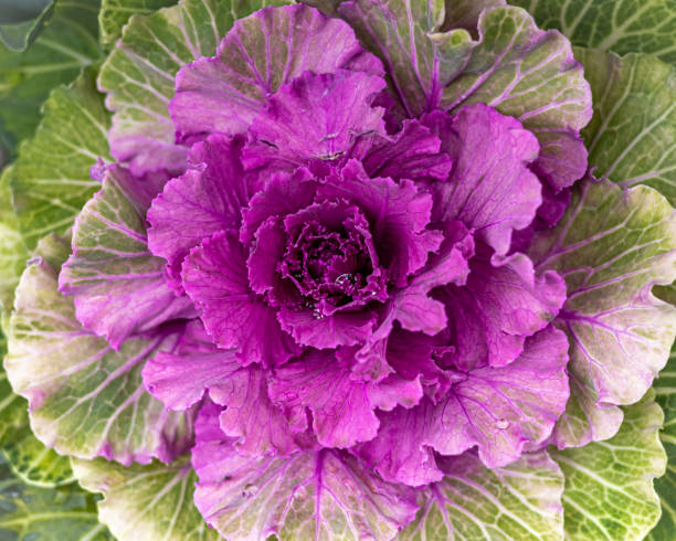 zierkohl als hintergrund. - flower cabbage kale edible flower stock-fotos und bilder