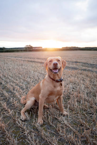 Sunrise Dog Walk A red fox labrador retriever sitting, smiling and looking at the camera on a walk at dusk. british labrador retriever stock pictures, royalty-free photos & images