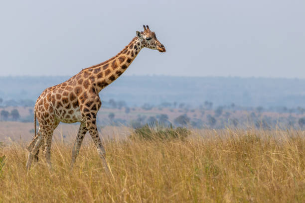 istock Rothschild's giraffe ( Giraffa camelopardalis rothschildi), Murchison Falls National Park, Uganda. 1353428464