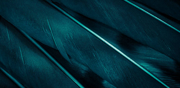 istock blue hawk feathers with visible detail. background or texture 1353428692