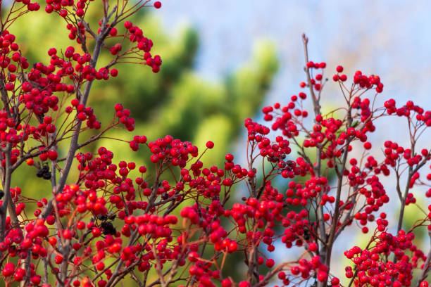 istock Rowan berries close-up on a background of greenery and blue sky. Selective focus 1353428758