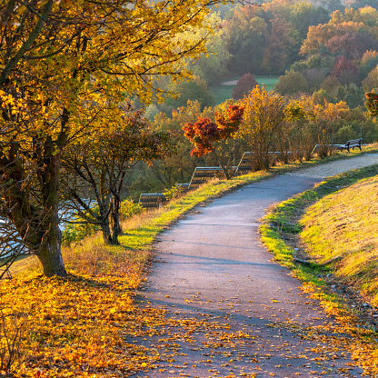 A trail with autumn colored trees and a solar cell power plant in the warm morning lights, Solarberg, Fürth, Bavaria, Germany