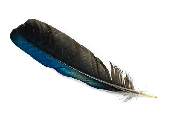 istock black and blue magpie feather on a white isolated background 1353429549