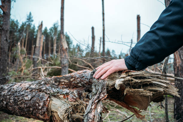 istock Tornado storm damage. Fallen pine trees in forest after storm. Man removes branches of fallen trees, the consequences of hurricane, tornado 1353429592