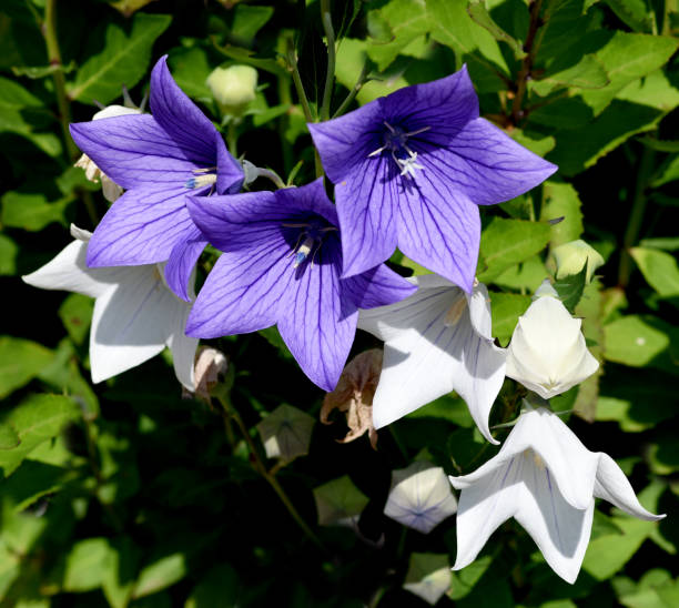 Ballonblume, Platycodon, grandiflorum