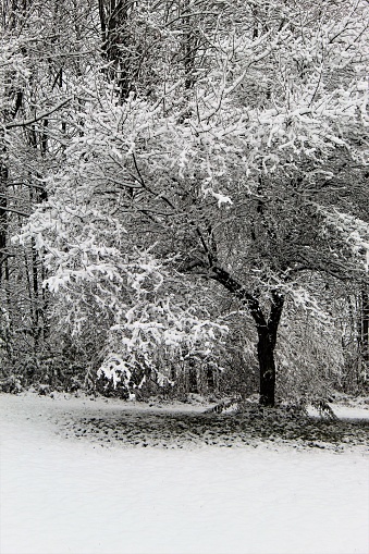 Tranquil Winter Scene Everywhere - Lovely Snowfall in the Morning - Picturesque Nature Scene with Fresh Snow on the Trees - Best Winter Backgrounds for Greeting Card Photos, Website, Nature Blogs, or Eye Catching Advertising Art - Enjoy The Winter's Beauty this Morning - Lovely Pennsylvania Landscape Painted by Old Man Winter Overnight - Nature's Art - Winter Weather - Cold and Snowy - Engaging Scenery Art - I Love New Snow