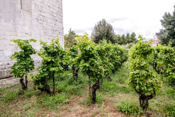 istock Vineyards in La Geria Lanzarote 1353431141