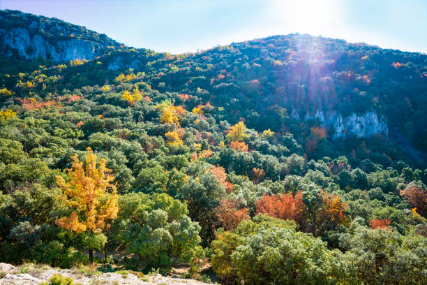 Carrascal Font Roja in Alcoy a holm oak tree forest Natural Park in autumn with yellow maple at Alicante of Spain