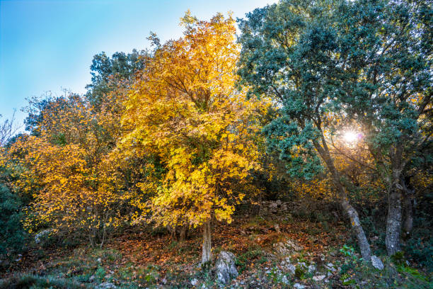 Carrascal Font Roja in Alcoy a holm oak tree forest Natural Park in autumn with yellow maple at Alicante of Spain