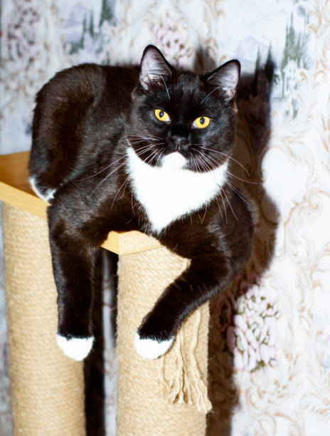 istock large dark brown bicolor Scottish cat lies on a scratching post 1353436122